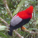 Andean Cock-of-the-Rock © John Muddeman